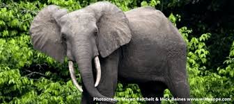 Global Sanctuary for Elephants
