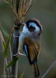 Colorful Bird With Big Feathers Pin On Birds