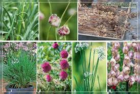 Maybe you would like to learn more about one of these? Plants With Taste And Smell Of Garlic Photos Names And Description Recipes A Site About A Garden A Summer Residence And House Plants