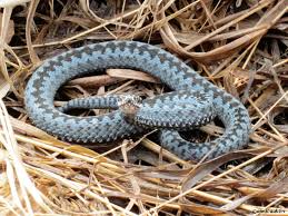 :)prenumerera på nocco giveaways på youtube om ni ser detta☺️så är ni bäst!!instagram. Bla Huggorm Till John Blue Adder To John Naturfoton