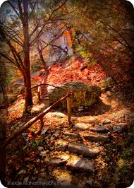 Click through the gallery above to learn more about lost maples. Lost Maples State Park Inside Nanabread S Head