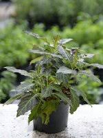 Image result for Gynura pseudochina