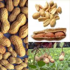 Image result for Arachis hypogaea
