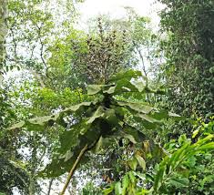 Image result for Vernonia conferta