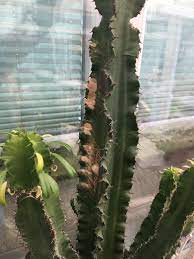 See more ideas about cactus plants, plants, cactus. Why Is My Cactus Turning Brown On The Upper Trunk Quora