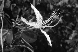 Image result for Bauhinia burrowsii