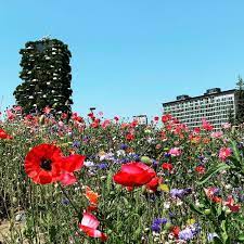 Oramai il tripudio floreale sbocciato a porta nuova e all'isola, nel nuovo parco della biblioteca degli alberi.fiori rigogliosi e variegati in tonalità rosse nei mesi di aprile maggio, ora più sul giallo e bianco grazie alle migliaia di margherite. Dopo Il Lockdown Biblioteca Degli Alberi In Fiore