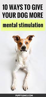 10 Ways To Give Your Dog More Mental Stimulation Puppy Leaks