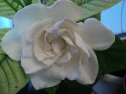 Maybe you would like to learn more about one of these? Gardenia Putih Mekar Gardenia Jenis Dan Keterangan Bunga Gardenia