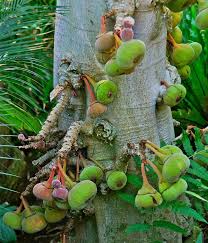 Image result for Ficus sycomorus