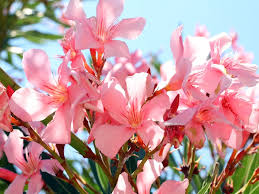 Der oleander (lateinisch nerium oleander) gehört zur pflanzengruppe der hundsgiftgewächse und ist eine stets grüne pflanze deren blätter giftig sind und blüten, zweige und wurzeln besitzt. Oleander Schneiden Die Perfekte Anleitung Auf Garten De Pflege Tipps Garten