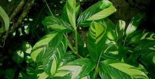 10.03.2020 · i find ctenanthe plants to be one of the easier to care for plants in the prayer plant group (at least of the ones that are. Ctenanthe Lubbersiana Plant Care And Propagation Homemakr