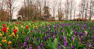 Wann blühen die holländischen hyazinthen? Tulpen Genuss Zum Saisonauftakt Im Keukenhof