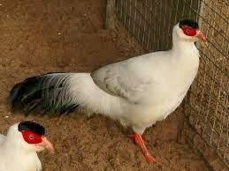 White Bird With Spiky Hair White Eared Pheasant C Crossoptilon