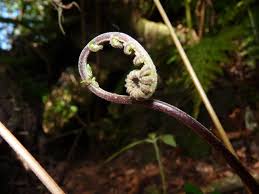 Image result for Christella gueinziana