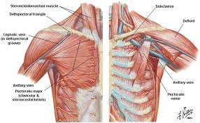 Check spelling or type a new query. Anatomy Of The Thoracic Wall Pulmonary Cavities And Mediastinum Thoracic Key