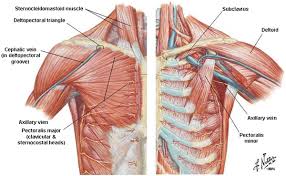 These are particularly seen if the patient is slightly. Anatomy Of The Thoracic Wall Pulmonary Cavities And Mediastinum Springerlink