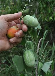 Image result for Coccinia sp. A