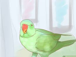 How To Care For A Parrot With Pictures Wikihow