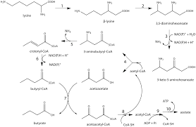 This human anatomy and physiology video teaches about the formation of acetyl from pyruvate and their products. Plos One A Novel Acyl Coa Beta Transaminase Characterized From A Metagenome