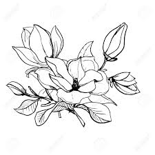 Maybe you would like to learn more about one of these? Blossom Of Magnolia Hand Draw Sketch Outline Bunch Of Flowers And Leaves Isolated On The White Background Floral Element Design For Wedding Greeting Inviting Cards Black And White Vector Royalty Free Cliparts