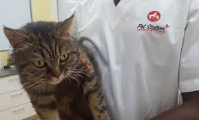 How can i save money on my pet's vaccinations and treatments? Annual Vaccines For Dog Or Cat Pet Station Veterinary Clinic Groupon