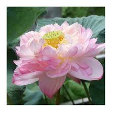 Image result for Lotus discolor