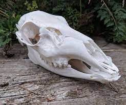 A Beautiful Doe Female Deer Skull Cleaned At Dermestidarium Female Deer Deer Skulls Antler Jewelry