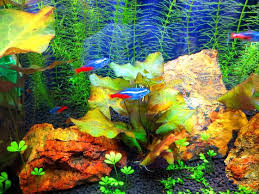 Suisouとタイニムファの浮き葉 Suisou物語