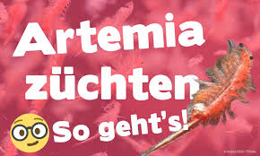 Origin of the word plankton. Artemia Zuchten 7 Hilfreiche Tipps Fur Die Artemia Zucht