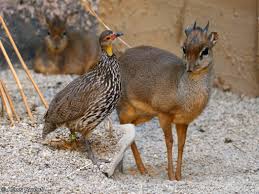 Image result for Vigna kirkii