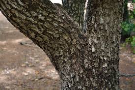 Image result for Berchemia zeyheri