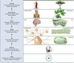 Levels Of Biological Organization1316731554880 Jpg 1133 975 Levels Of Organization Biology Plant Lessons Organization