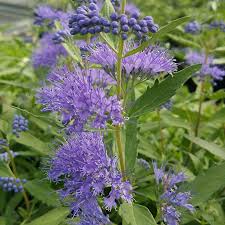 Image result for Caryopteris odorata