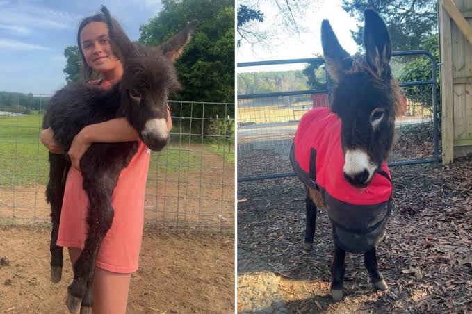 Georgia cops kill baby donkey HeeHaw, and his owner demands justice