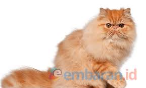 Mempunyai bentuk kepala yang sedikit segitiga, hal ini jika dilihat, kucing persia jenis peaknose mirip dengan flatnose. Kenali 4 Macam Kucing Persia Yang Wajib Diketahui Embaran Id
