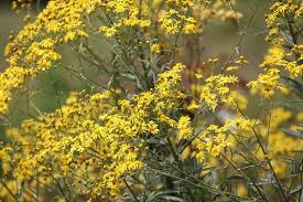 Image result for Senecio polyanthemoides