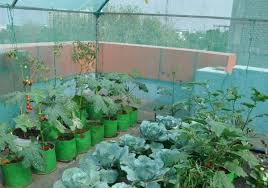 Each commercial shade structure is manufactured with the utmost quality. Shade House Farming Types Of Shade Houses Agri Farming