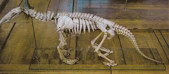 Squelette De Tamanoir Giant Anteater Skeleton Myrmecophaga Tridactyla A13806 Giant Anteater Skull And Bones Anteater
