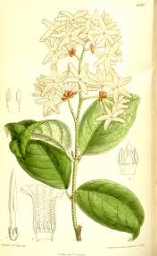 Image result for Ancylobothrys scandens