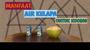 Ada makanan yang aman bagi manusia namun adalah racun bagi kucing, air kelapa tidak termasuk di dalamnya. Manfaat Air Kelapa Ijo Untuk Kucing Kucing Keracunan Youtube