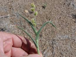 Image result for Schmidtia kalahariensis