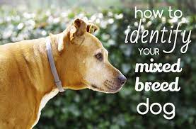 Dog Breed Identifier: How To Identify Your Mixed Breed Dog