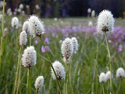 Hay Fever It Gets Right Up Your Nose Breathing Matters Ucl Respiratory