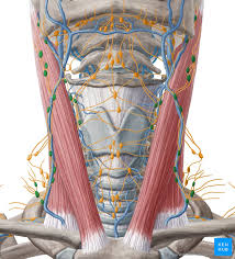 Want to learn more about it? Lymph Nodes Definition Anatomy And Locations Kenhub