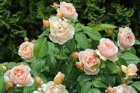 Teknik budidaya tanaman hias mawar — mawar adalah suatu jenis tanaman semak dari genus rosa sekaligus nama bunga yang dihasilkan tanaman ini. Tanaman Termahal Di Dunia Ada Juliet Rose Mawar Langka Harga Puluhan Miliar Kabar Joglo Semar