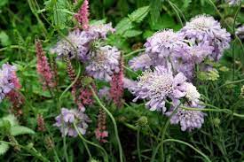Scabiosa Plants How To Grow A Pincushion Flower