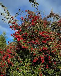 Image result for Crataegus