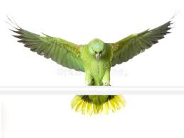 Bird And Pet Clinic Of Roseville Hours Yellow Naped Amazon Yellow Naped Parrot In Front Of A White Background Affiliate Amazon Naped Yellow Parrot Pet Birds Pet Travel Animal Pictures