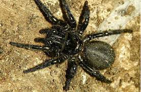 Die trichternetzspinne ist die giftigste spinne der welt. Die Ammen Dornfingerspinne Gilt Als Einzige Spinnenart Mitteleuropas Die Dem Menschen Schmerzhafte Vergiftungen Zufugen Kann Stuttgarter Zeitung
